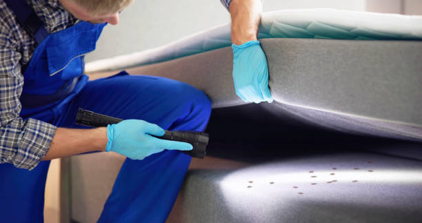 Best Ant Control Services  in Longmont, CO