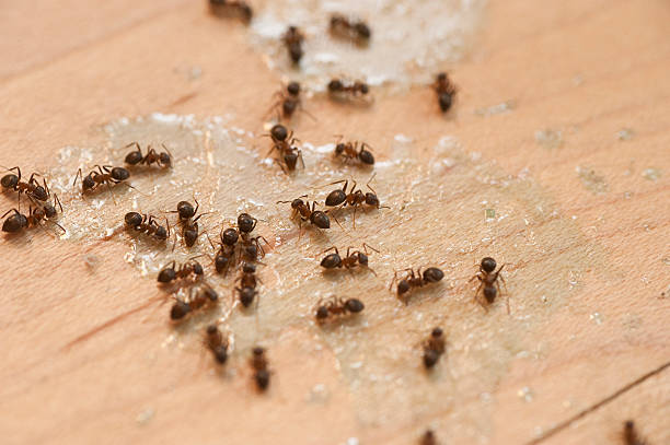 Best Affordable Pest Control Services  in Longmont, CO