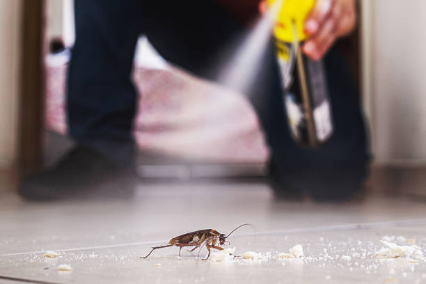 Best Bed Bug Extermination  in Longmont, CO